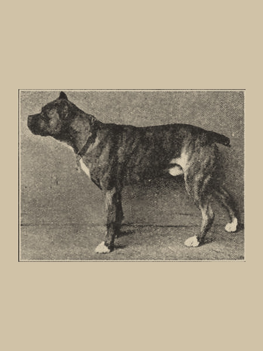 Немецкий боксёр на фотографии из книги Dogs of All Nations 1915 года