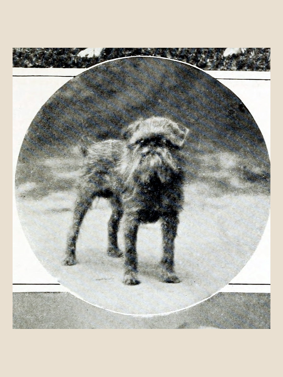 Брюссельский гриффон Glenartney Sport на книжной фотографии 1910 года