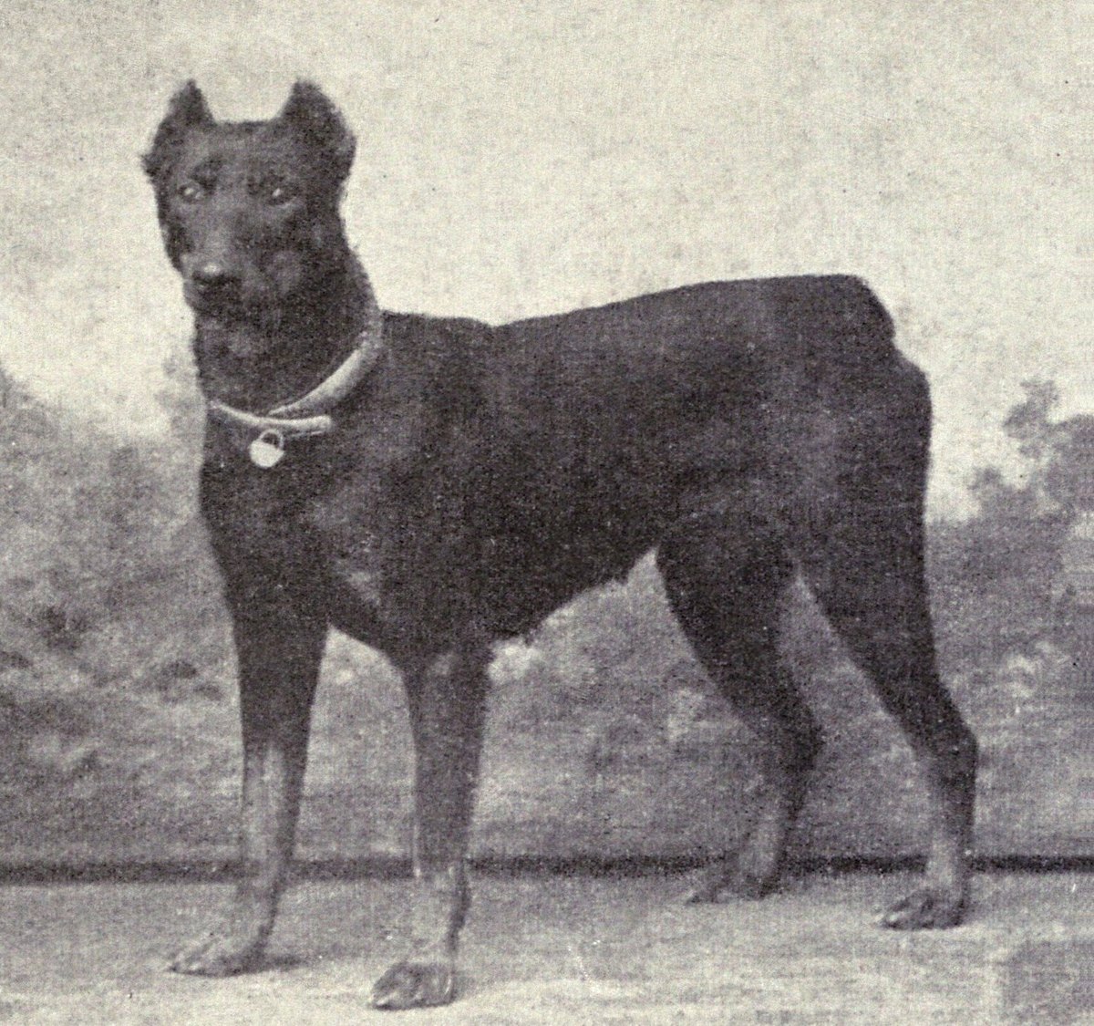 Доберман-пинчер на иллюстрации из книги Dogs of All Nations 1915 года