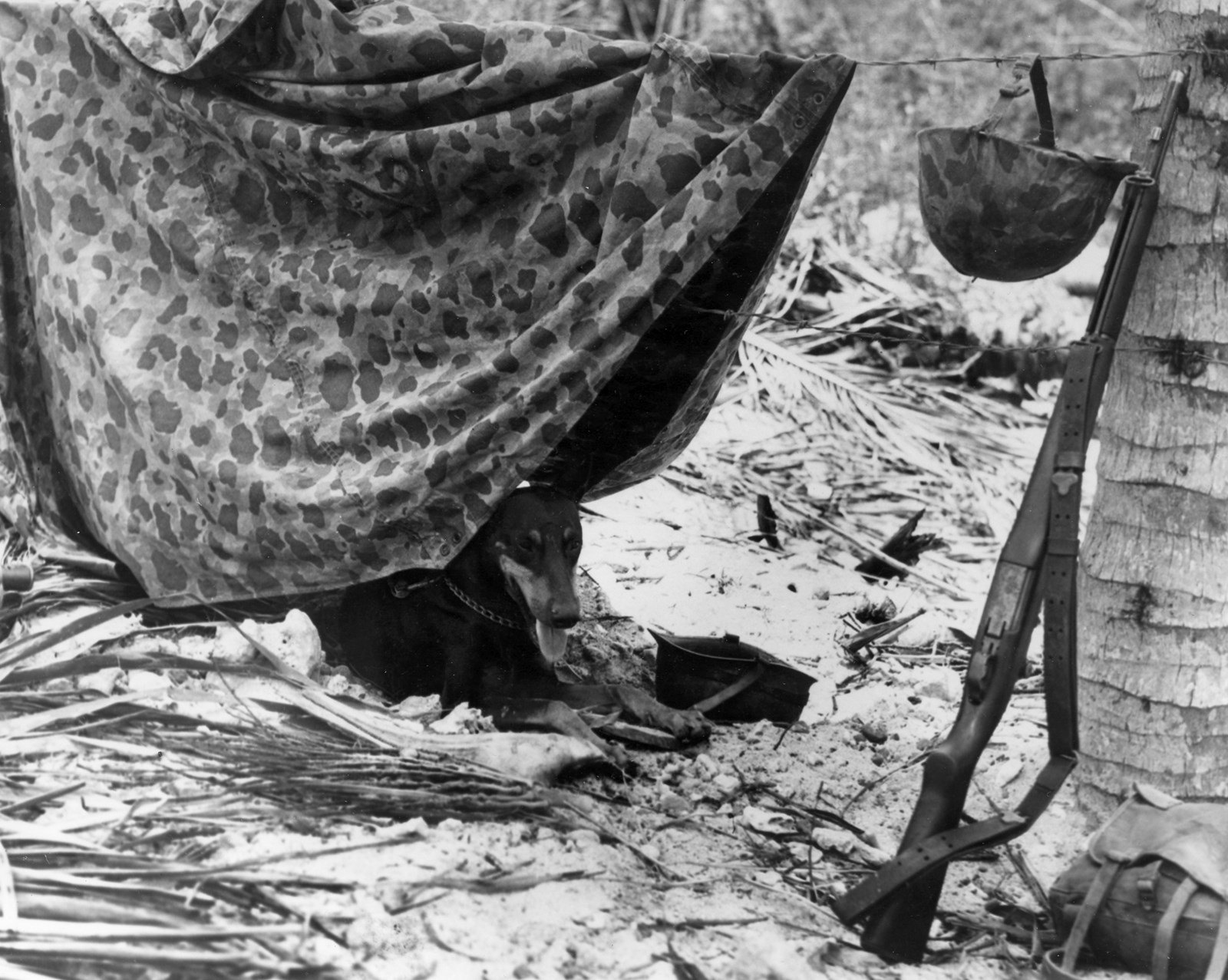 Доберман морской пехоты отдыхает под маскировочным тентом на Гуаме в 1944 году